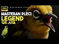 Lagu 🔴 LIVE Masteran Pleci  LEGEND 125Juta Pleci Termewah Sepanjang Masa ( Pleci Nishida )