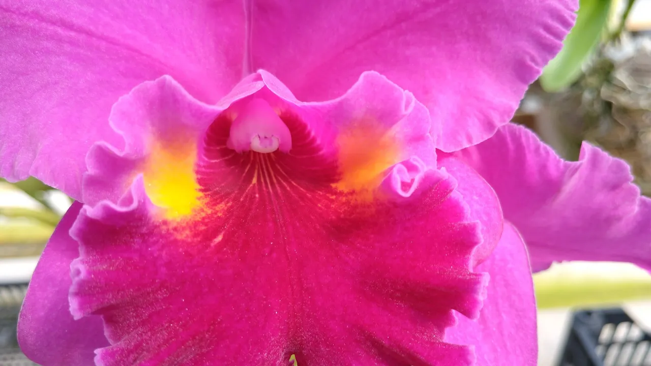 MEU ORQUIDÁRIO FLORIDO E O MAGNÉSIO NAS ORQUIDEAS