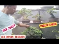 CEK BONSAI LAGI TURUN  HARGA, SEPESIAL TGL TUA📞0812-5248-0381 @JeckpaeyBonsai91 