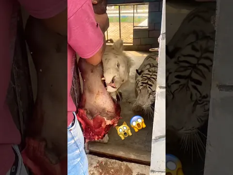 #jimcorbettwildlifeandnatureview #tigerspotted #animals #lion #funny #lifeisbutadream 😱