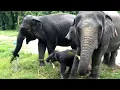 Lagu SUARA GAJAH DAN MENGENAL BINATANG GAJAH ( ELEPHANT SOUND )