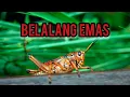 Download Lagu suara belalang emas