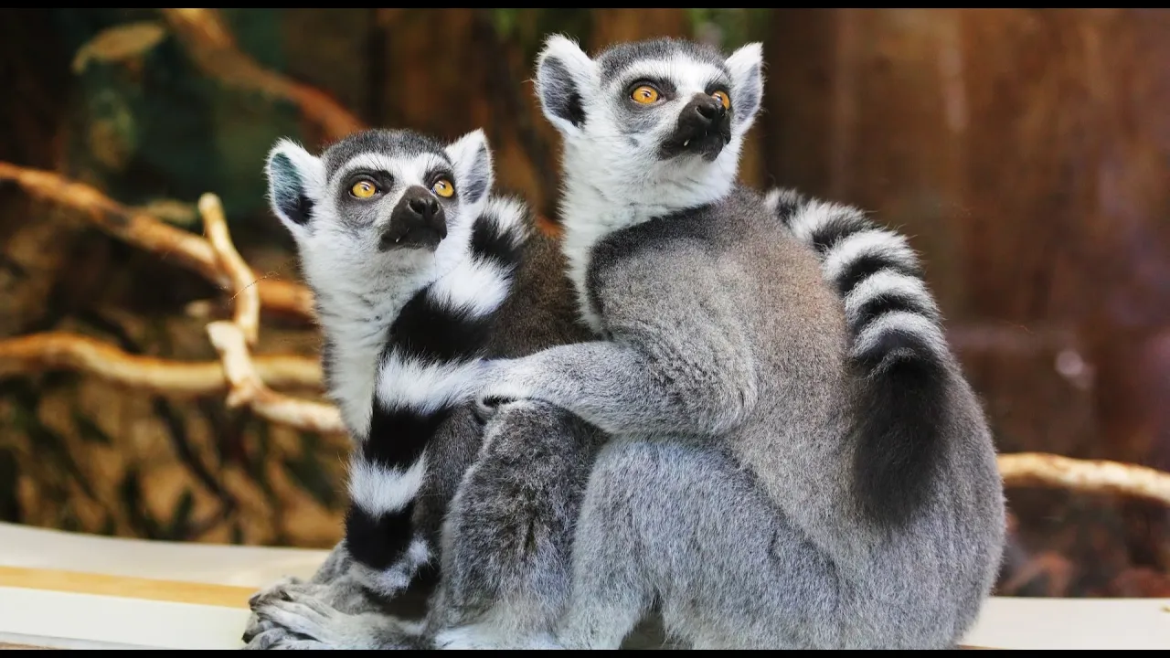 Amazing Scene of Wild Animals In 4K - Scenic Relaxation Film