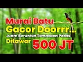 MASTERAN BURUNG MAHAL KICAU MEWAH MASTERAN MURAI BATU FULL ISIAN MEWAH