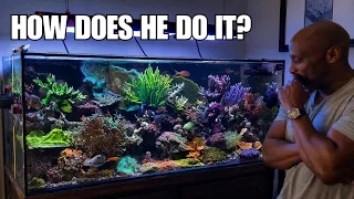 Inside an Incredible 150 Gallon SPS Reef Tank BAR Tank Tours
