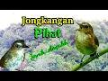 Download Lagu Suara Pikat Jongkangan Coklat Jernih Ampuh
