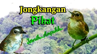 suara pikat jongkangan coklat jernih ampuh