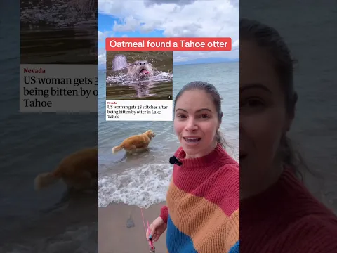 So glad Oatmeal (and that woman!) are safe #LakeTahoe #RiverOtter