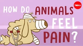 Download How do animals experience pain - Robyn J. Crook MP3