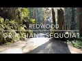 A Redwood or a Giant Sequoia What is the difference