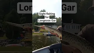 Sight Fishing for Longnose Gar #prehistoric #fishing  #fish