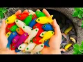 Download Lagu Catch Beautiful Ornamental Fish in Flood Fields After Storm, Crayfish, Frog, Baby Turtles, Goldfish