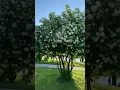 Без обмежень - Кохана)