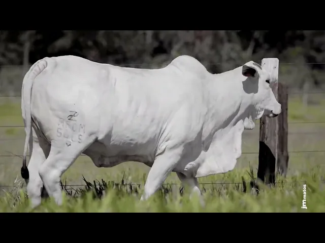 Novilha Nelore AFOM - 5665