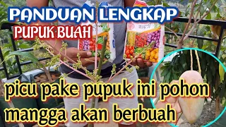 Download agar pohon mangga cepat berbuah || pupuk perangsang buah MP3