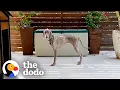 This Woman Lost Hope Saving Her Skeleton Dog Until The Dodo
