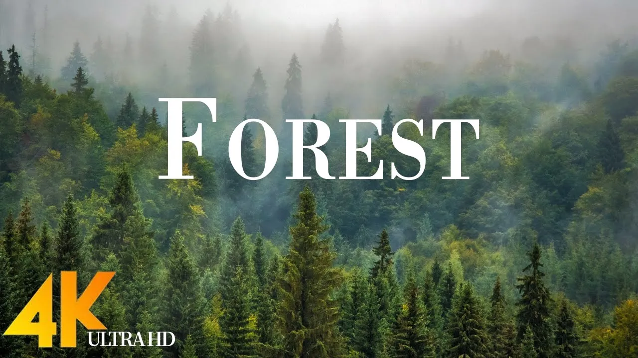 Forest 4K • Nature Relaxation Film • Peaceful Relaxing Music • 4k Video UltraHD
