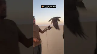هدد علي كروان نادي الصقار المصري صقر طيور Falcons اكسبلور Explore 