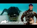 Pool Party Gator Boys Animal Planet