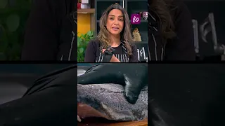 يلا فيش اند شيبس دندنها