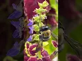 Download Lagu Carpenter Bees Up Close! #bee #bees #flowers #flower #shortsfeed #shortvideo #shorts