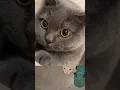 Lagu Itna cute kaise koi ho sakta hai? 🥺 Cat love #shorts #youtubeshorts