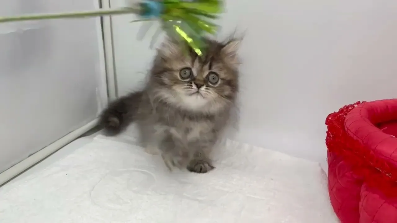 動画