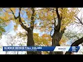Sunlight and weather team up to shape Wisconsin s fall colors