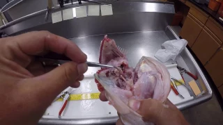 How To Extract Otoliths from a Largemouth Bass