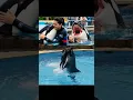 Download Lagu Jessica dolphin incident | radcliffe orca attack| #veo3 #explorepage #jessica #dolphin #explorepage