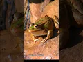 Download Lagu Suara katak sawah #frogs #shorts #viral