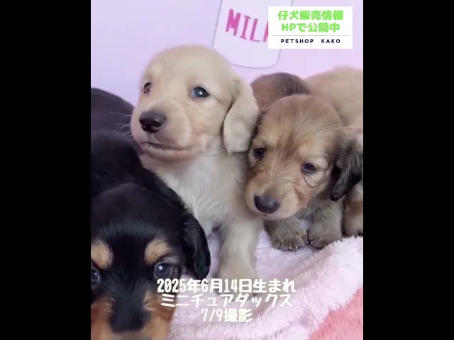 動画