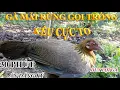Gà Mái Rừng Gọi Trống Bản Đặc Biệt l Dùng Loa Kích Bổi l Cực Chuẩn l 2021