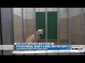 Lubbock Animal Services takes part in National Adopt a Shelter Pet Day with free adoption
