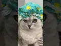 Download Lagu Bath time 🛁 #cat #cats