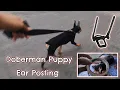 Doberman Pinscher 3 Months Update Best Doberman Ear Posting Method