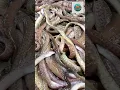 Lagu Bakasi: Cebu’s Famous Reef Eels #Bakasi #seafoodlover #pinoyseafood