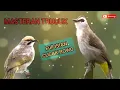 Download Lagu MASTERAN TRUCUK FULL ISIAN CUCAK ROWO||TRUCUK RASA CUCAK ROWO