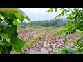 Download Lagu Vlog pesawahan di cianjur Jawa barat