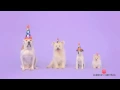 Starring Uggie Woofy Birt ay Ecard from American Greetings