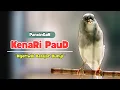 Download Lagu Pancingan KENARI Belajar BUNYI || Pancingan KENARI PAUD Agar Cepat GACOR #481