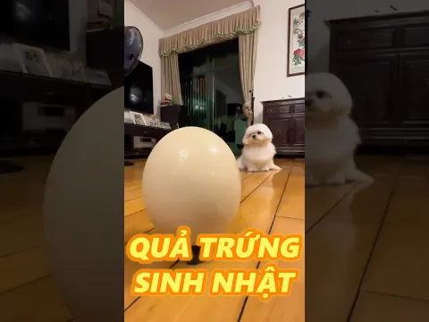 SINH NHẬT CŨNG KO THA NỮA