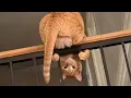 Lagu Cats Being Weird Again 🤣 The Funniest CATS Video 2026