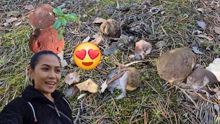 เก็บ ตัด ผ่า ไปเก็บน้อนๆอนุบาลต่อออ 🍄‍🟫😍 22.9.2026 🇫🇮 