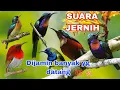 Download Lagu suara pikat berbagai macam burung Kolibri,sudah saya buktikan sendri,,hasil selalu memuaskan...