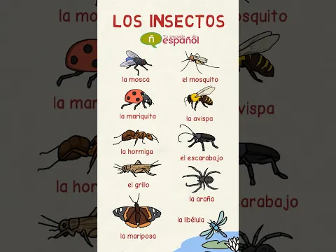 #aprenderespañol INSECTOS 🐜🐞🦋