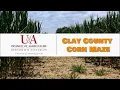 Clay County Corn Maze 2023