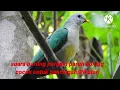 Download Lagu suara pikat burung pergam paruh kuning‼️ cocok untuk pikatan