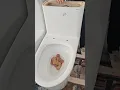 Download Lagu Siphonic one piece toilet flushing test  #sanitaryware #toilet #bathroom #toiletfactory