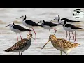 Download Lagu Suara burung rawa atau burung air sangat cocok untuk di jadikan suara panggil jaring gantung